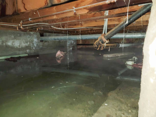 Best Flood damage cleanup  in Cobb Island, MD