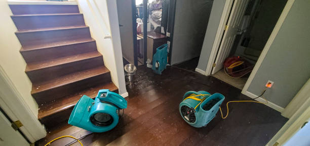 Best Professional water damage repair  in Cobb Island, MD