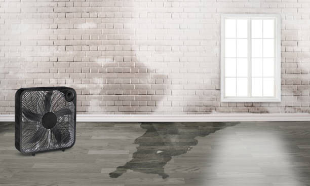 Best Water damage restoration near me  in Cobb Island, MD